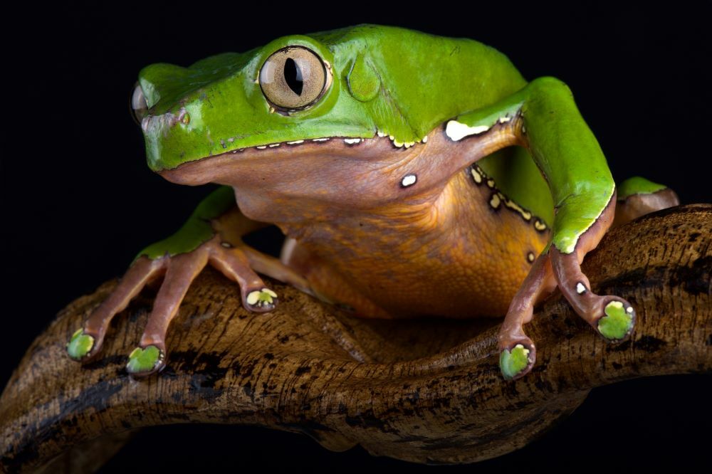 shutterstock 1416587942