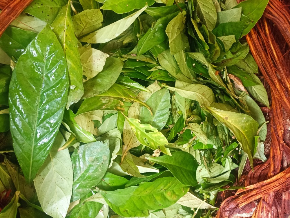 ayahuasca 6