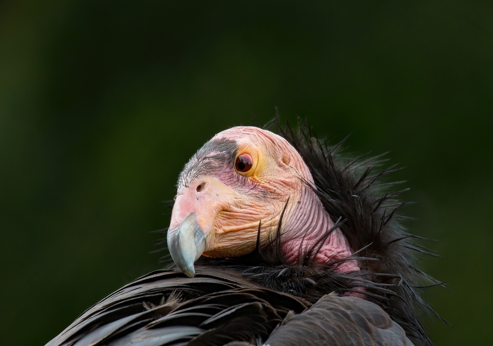 Téměř vyhubený kondor kalifornský. Zdroj: Shutterstock shutterstock 2168319679