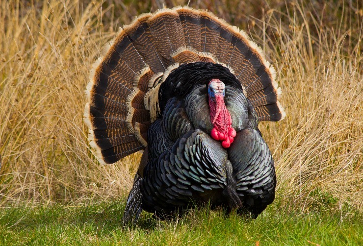 Krocan domácí roztahuje vějířovitě ocas, pokud se snaží ohromit samičku nebo zastrašit protivníka. (zdroj: Shutterstock) m shutterstock 100495360