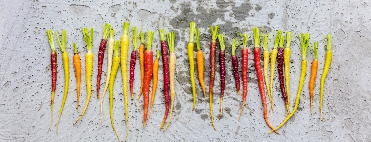 Původní barevné varianty mrkve nevymizely. (zdroj: Shutterstock) m shutterstock 1762137692