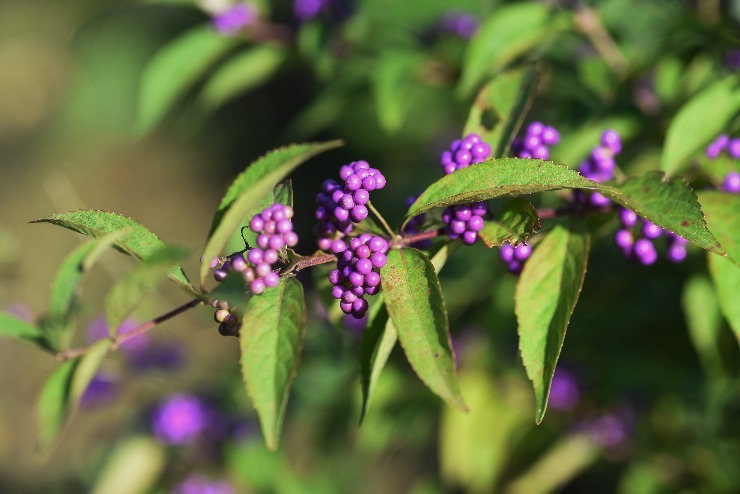 Krásnoplodka vidličnatá. (zdroj: Shutterstock) m shutterstock 1822559051