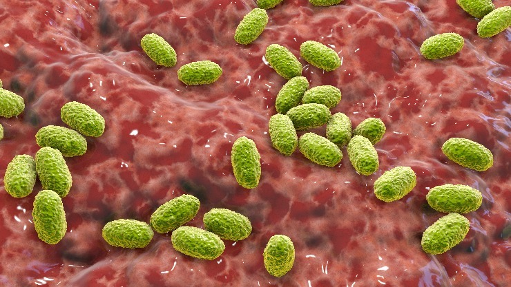 Původce černého kašle Bordetella pertussis. m shutterstock 1976871977