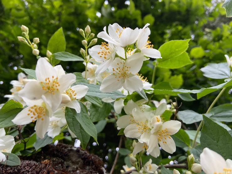 Jasmín velkokvětý. (Jasminum grandiflorum) m shutterstock 1980270569