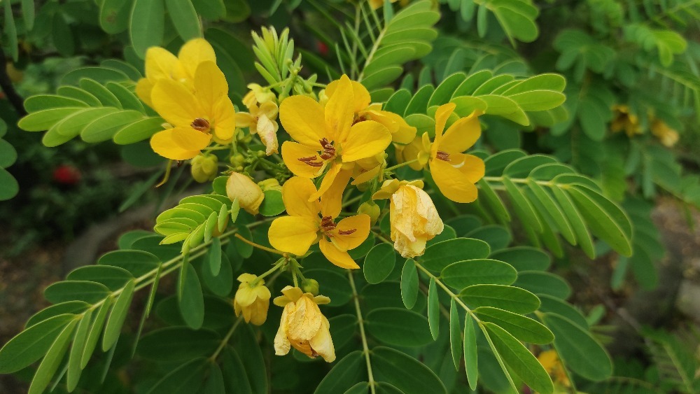 Senna alexandrina. (zdroj: Shutterstock) m shutterstock 2160459013