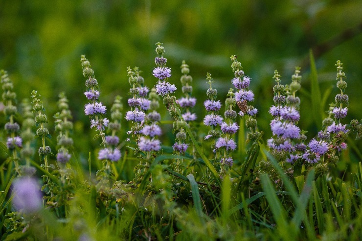 Polej obecná. (zdroj: Shutterstock) m shutterstock 2188871743