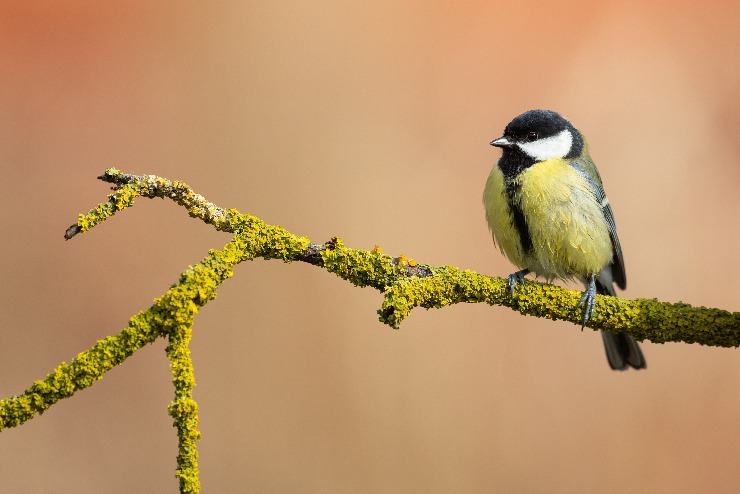 m shutterstock 2281391457