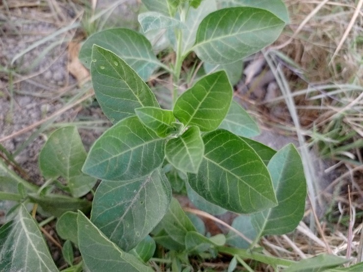 Withania somnifera (Ashwaganda). m shutterstock 2419067665