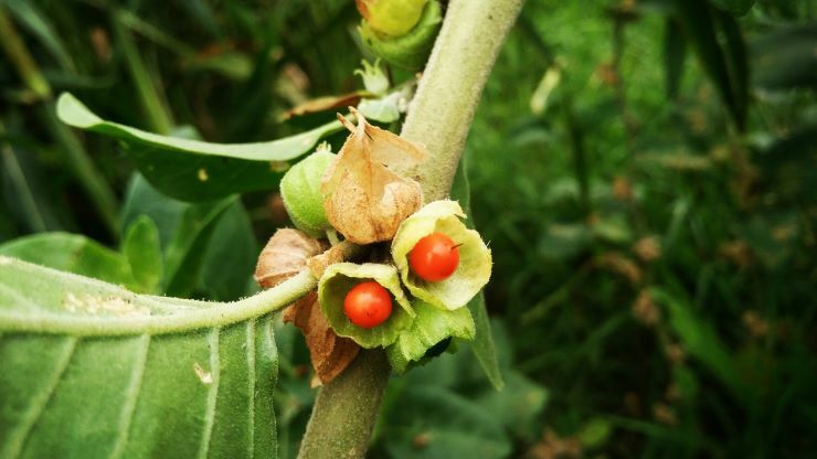 Withania somnifera (Ashwagandha). shutterstock 1468998338
