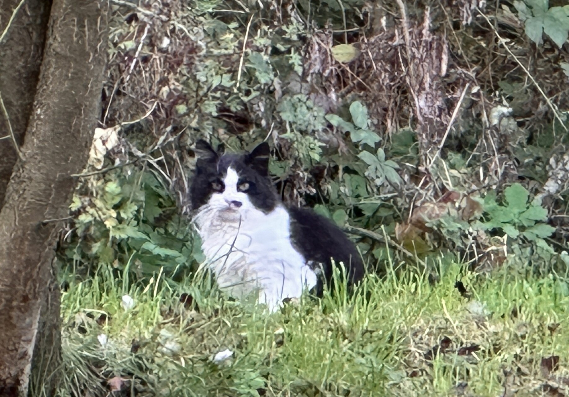 Minda neboli kalovický frikulín. Ostrá jak břitva, dítě ulice. minda