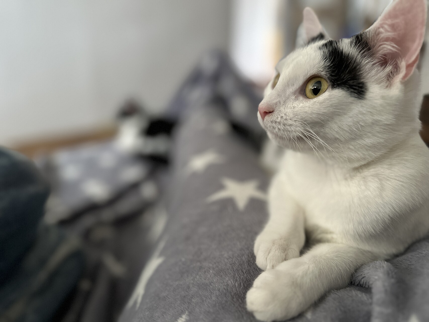 Tečka je doma. Asi zrovna dávají něco zajímavého v Cat TV. tecka pohoda