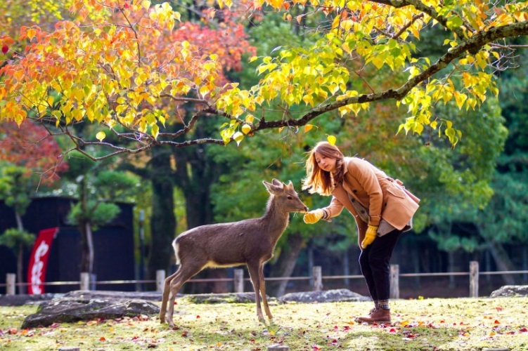 Nara, park s posly bohů, za něž jsou považováni všudypřítomní jelínci. (zdroj: Rady na cestu) 14
