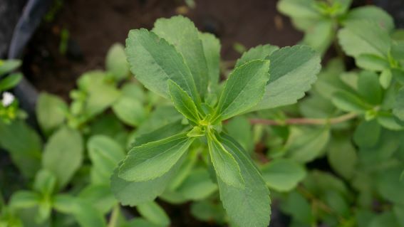 Stevia rebaudiana. (foto: Shutterstock) shutterstock 2679898225
