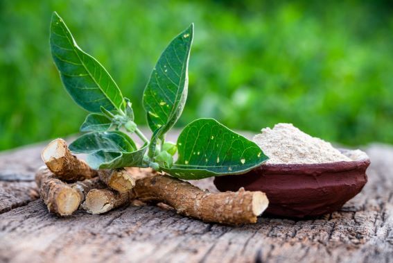 Withania somnifera - ašvaganda. (foto: Shutterstock) shutterstock 2618848003