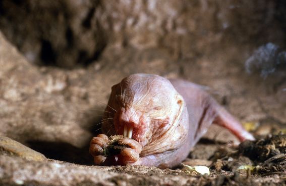 Rypoš lysý netrpí krásou, ale ani rakovinou. (foto: Shutterstock) shutterstock 1015655410