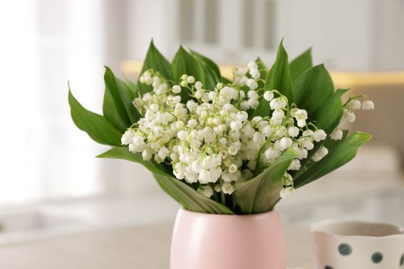 Francouzi vyměnili třešeň za konvalinky. (foto: Shuttertock) shutterstock 2628409529