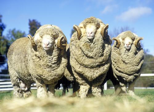 Ovce merino jsou huňaté, přesto se nepřehřejí. Tyto vlastnosti si vlna uchovává i po jejím zpracování. shutterstock 365727632