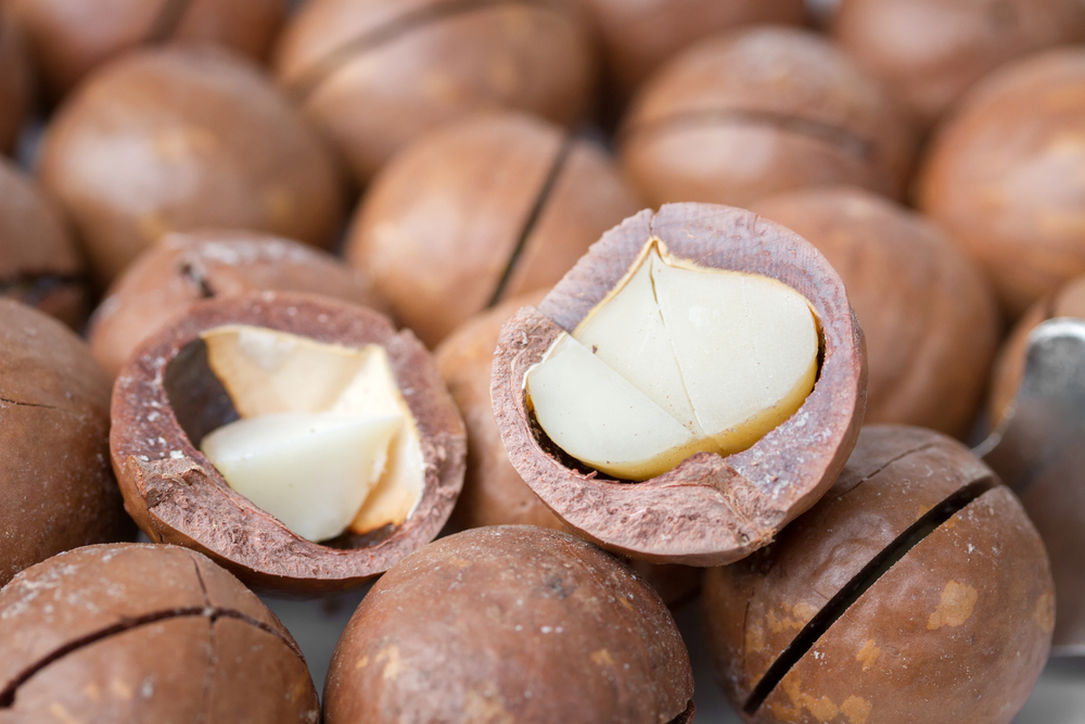 Makadamový oříšek obsahuje i důležité látky jako třeba měď shutterstock 223232725