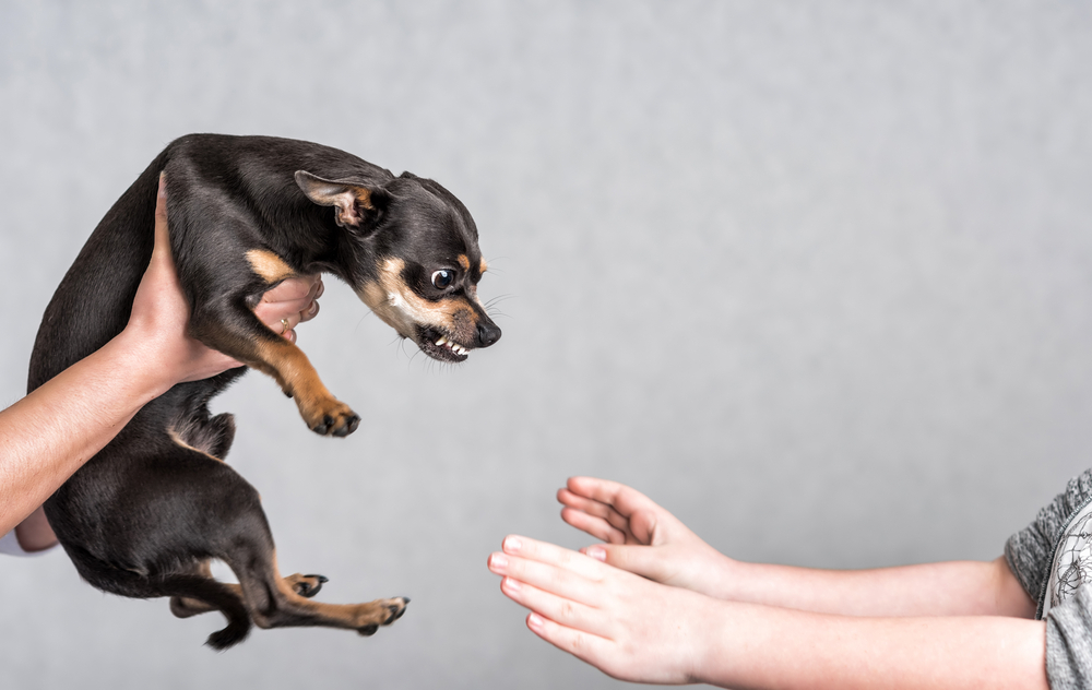 Kde asi mají instinkt některá zvířátka? shutterstock 408032578