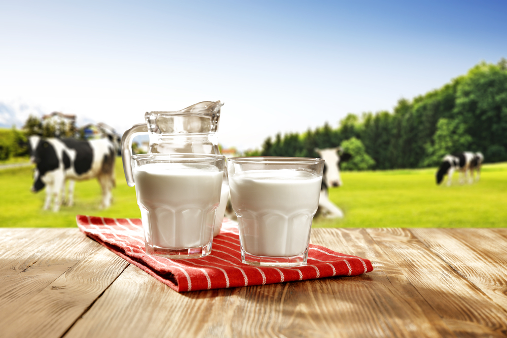 Je tedy kravské mléko zdravé? Jiná zvířata mléko jiných zvířat nepijí. shutterstock 619957136