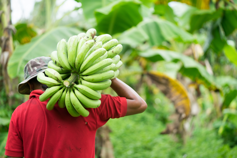 Farmy v Latinské Americe se zatím drží. Jinde banány ohrožují plísně a infekce. shutterstock 640504702