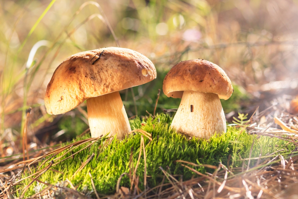 Tuzemské hřiby obsahují obě antioxidační látky, které zpomalují stárnutí. shutterstock 772212628