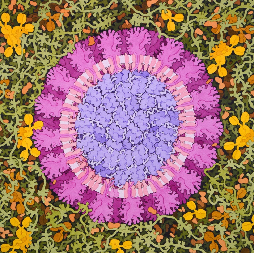 David S. Goodsell, Coronavirus Painting, coronavirus vstupující do plic obklopený hlenem z dýchacích buněk a proteiny náležící k imunitnímu systému, 2020. Volně dostupné na RCSB Protein Data Bank goodsell