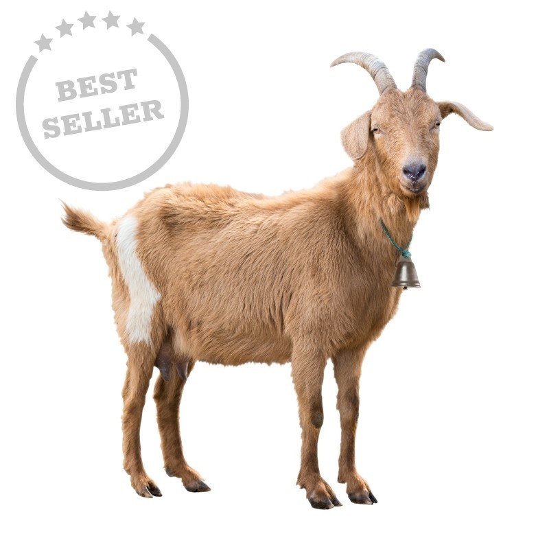 Koza je zatím nejúspěšnější skutečný dárek. A je i nejužitečnější koza best seller