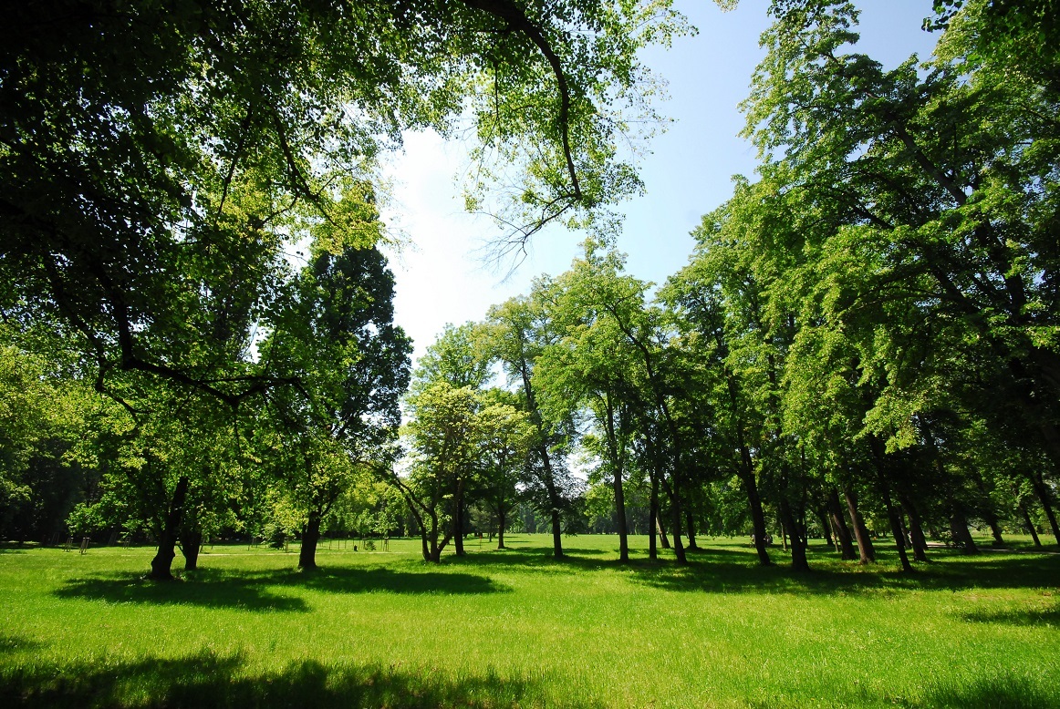stromovka2
