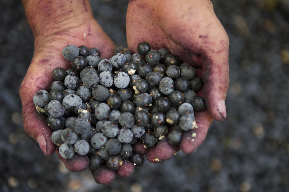 acai shutterstock 187961072