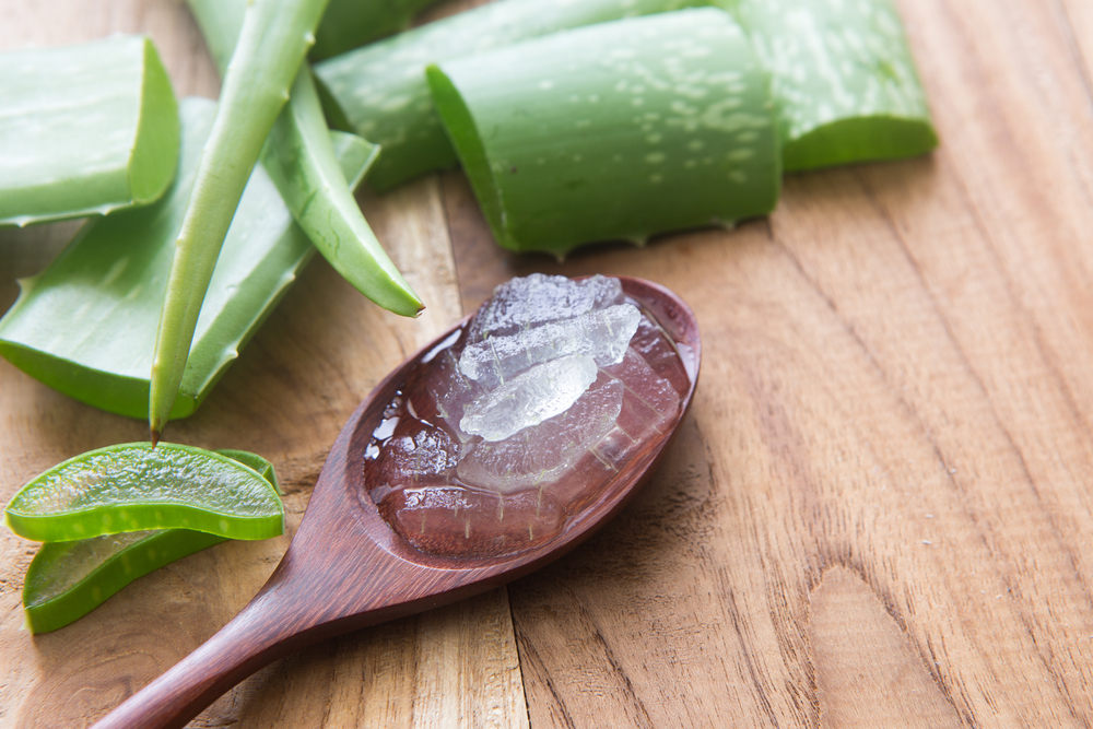 Léčivá dužina z aloe vera vám v lednici vydrží až měsíc. aloe vera shutterstock 414748864