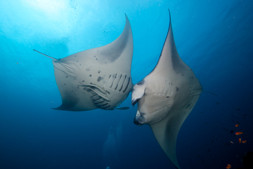 Mezi nejohroženější druhy ve Středomoří patří žraloci a rejnoci manta shutterstock 96853045