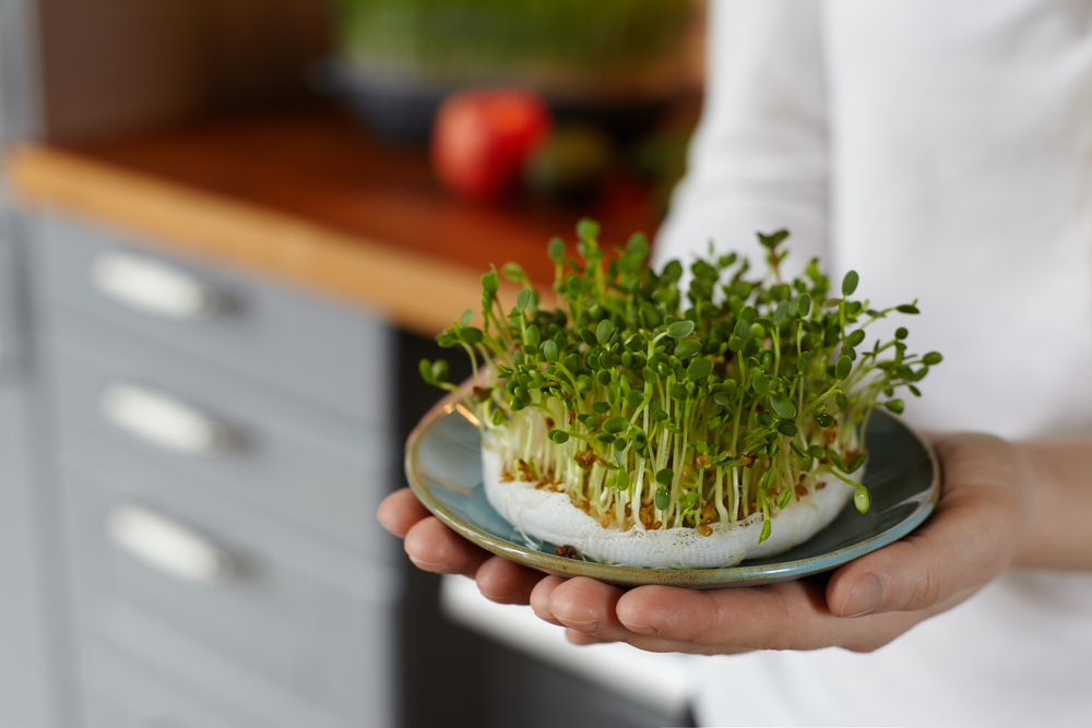 Microgreens pomáhají v boji proti civilizačním chorobám a snadno je vypěstujete i doma. microgreens shutterstock 617988599