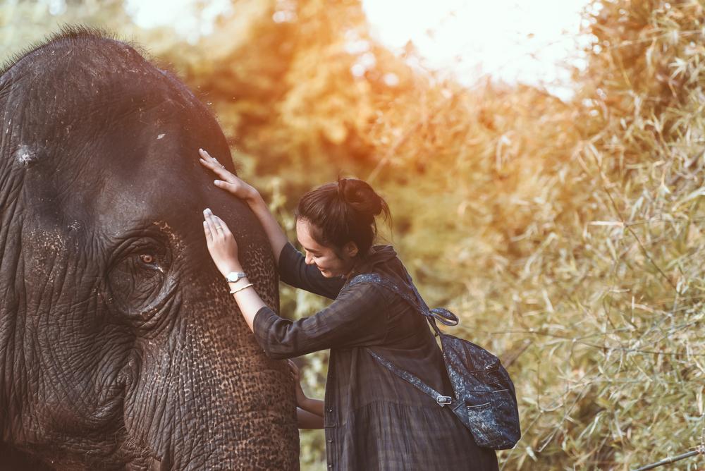 Snažme se zvířata pochopit a uvědomme si, jak k nim vlastně máme blízko. slon shutterstock 520851838