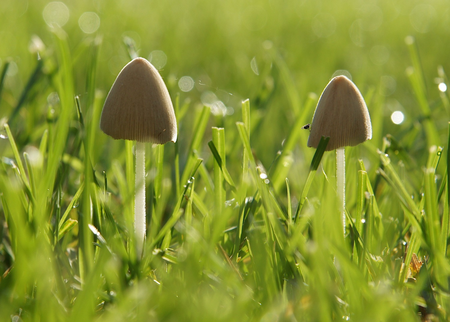 Lysohlávka kopinatá (Psilocybe semilanceata) je psychedelická houba z rodu lysohlávek. Obsahuje psychoaktivní látky psilocybin a baeocystin. (zdroj: Shutterstock) m shutterstock 2113419515