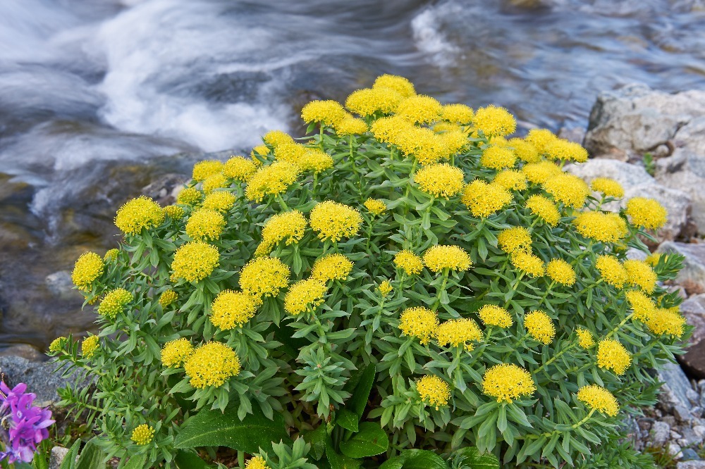 Rozchodnice růžová (zdroj: Shutterstock) m shutterstock 347610272