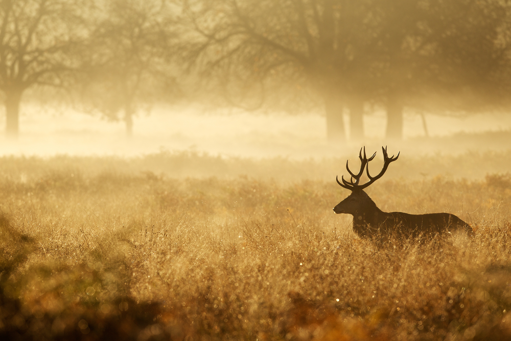 Patronem myslivců je svatý Hubert. (zdroj: Shutterstock) shutterstock 307943279