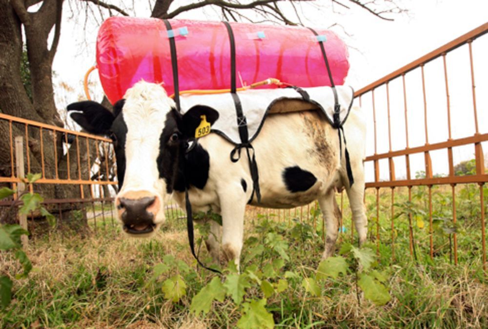 cow