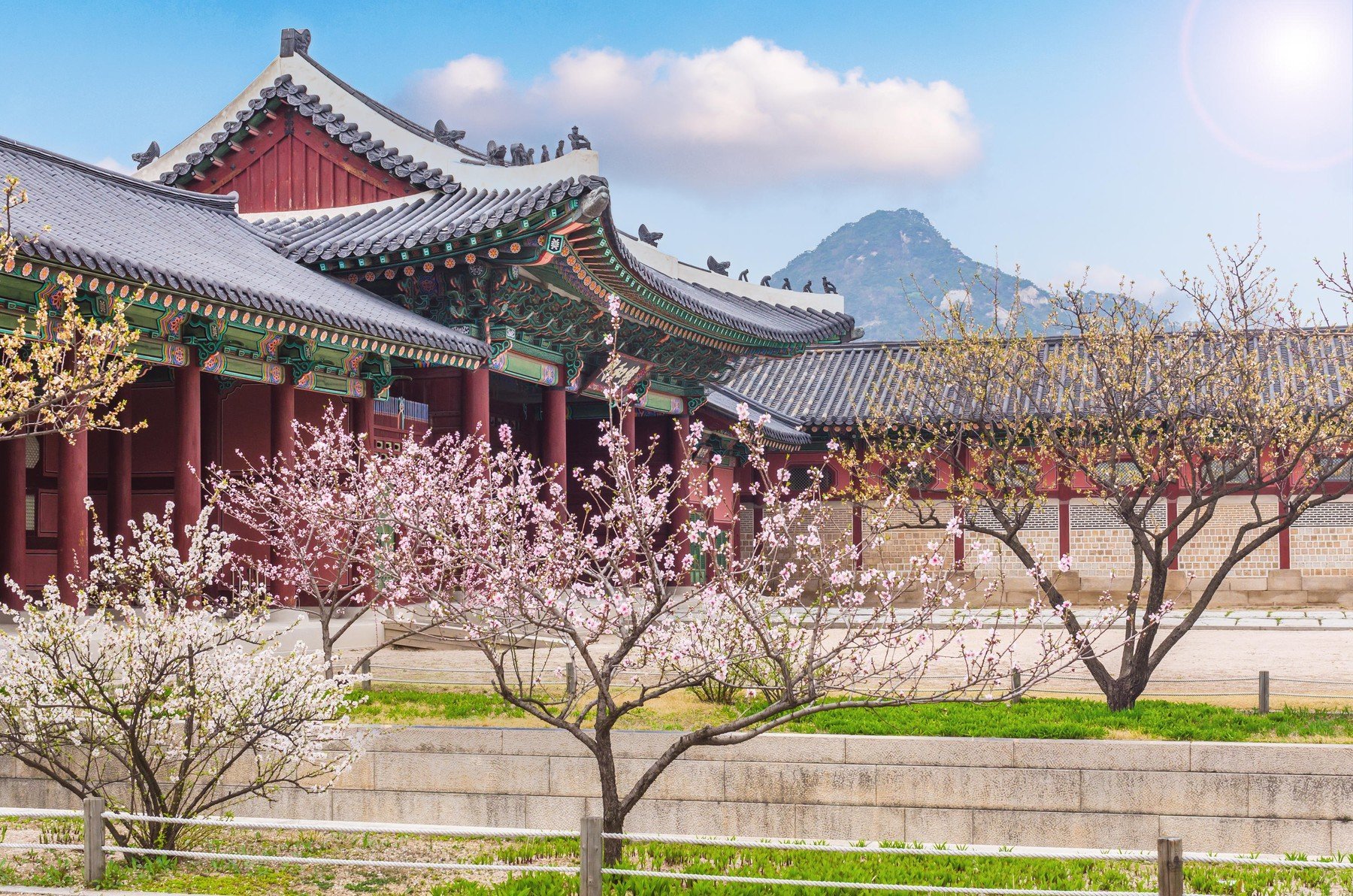 korea kvety