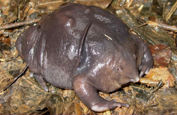 Nasikabatrachus sahyadrensis, žába, jež je podobná krtkovi krtko zaba