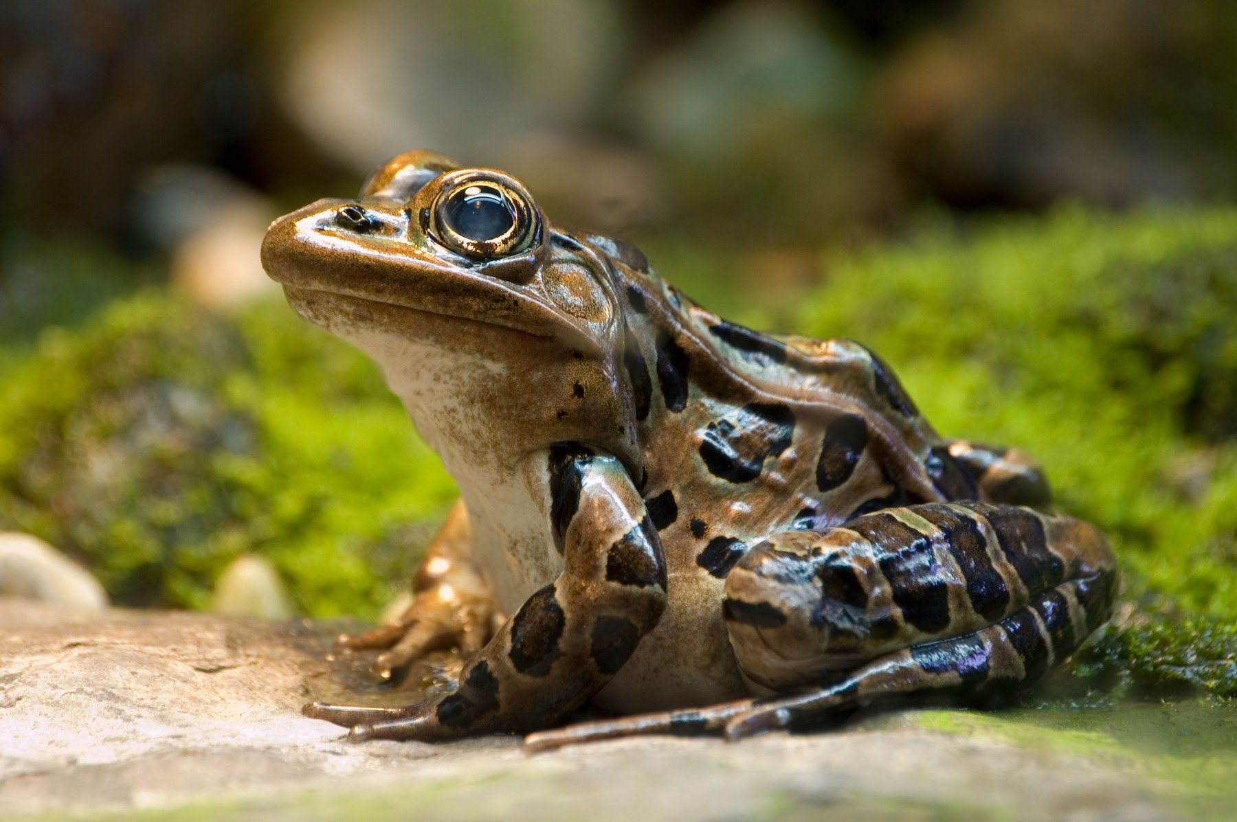 Žába leopardí Žába leopardí dokáže chytit hmyz za 0,07 vteřiny