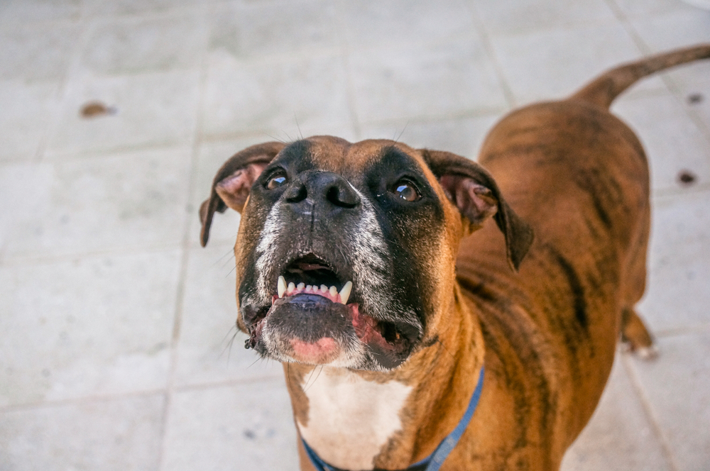 boxer 778445437