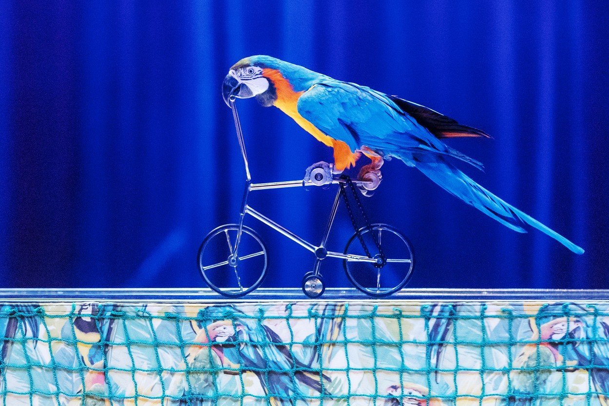 Jestli zvířata jejich číslo baví, se asi nedovíme. A to ani tehdy, pokud náhodou zvíře mluví cirkus papousek 0355789418