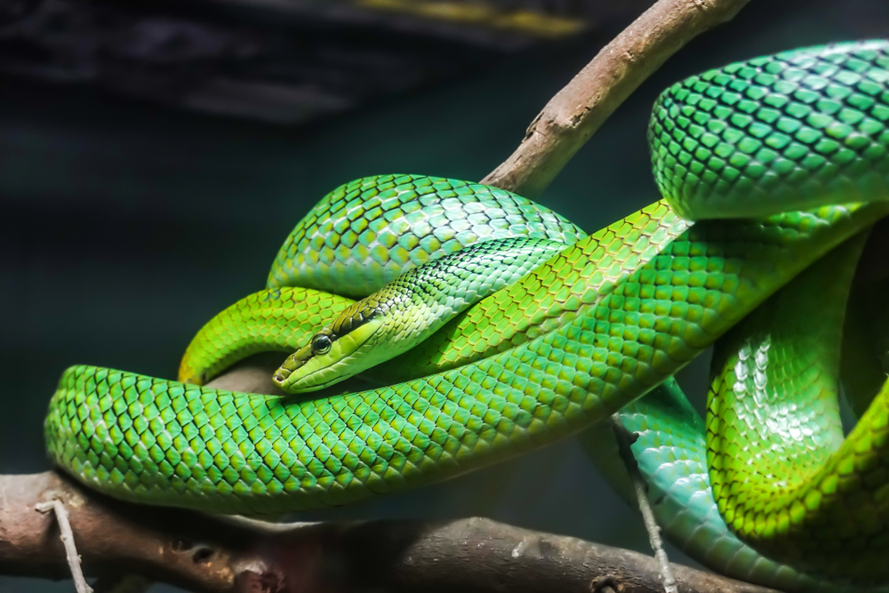 Mamba zelená zaměstnala pražské herpetology a novináře. Zpráva o ní se objevila i na BBC mamba zelena