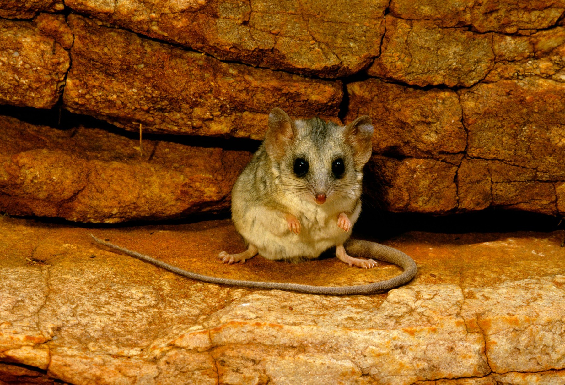 Dalším ohroženým druhem z ostrova Kangaroo je dunnart, malý myšovitý vačnatec dunnart 0174645393