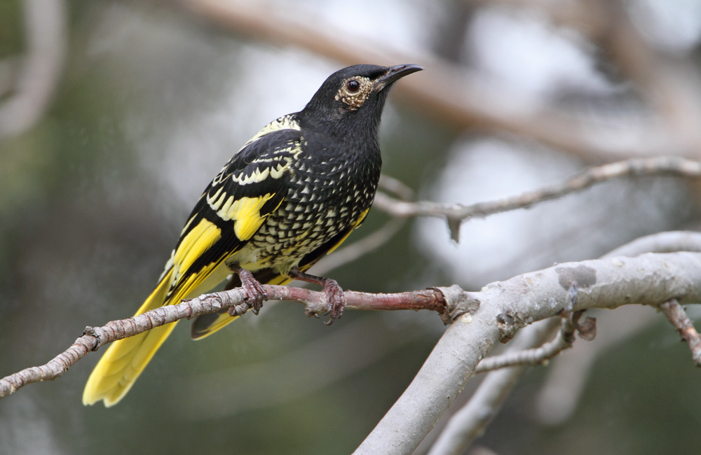 Obavy panují i o regenta medosavku regent honeyeater