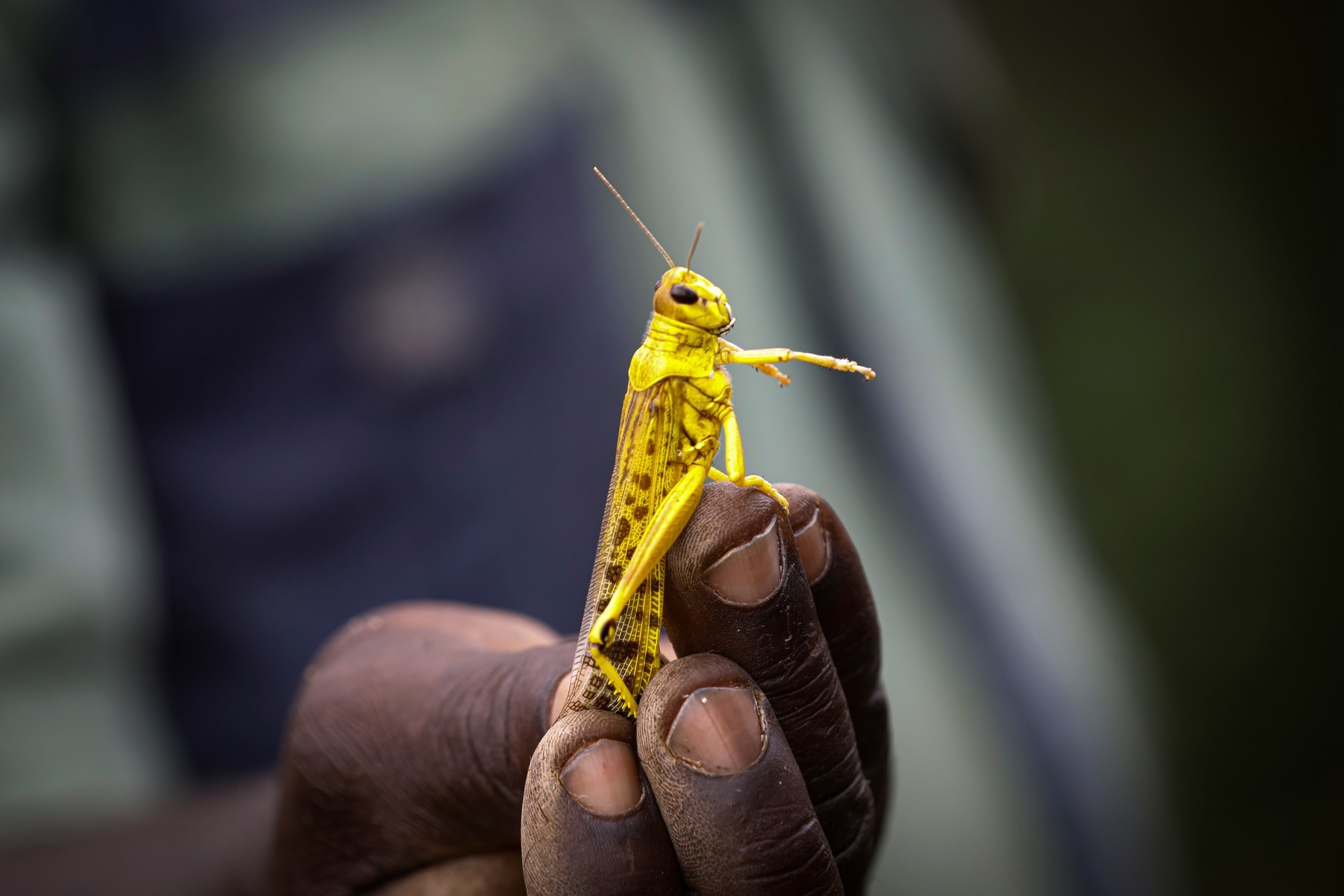 Kobylky ničí východní část Afriky. Problém je, že v některých zemích byl hlad už před jejich invazí sarance 0494595382