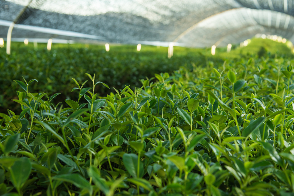 Plantáž s rostlinou Matcha shutterstock 457379422
