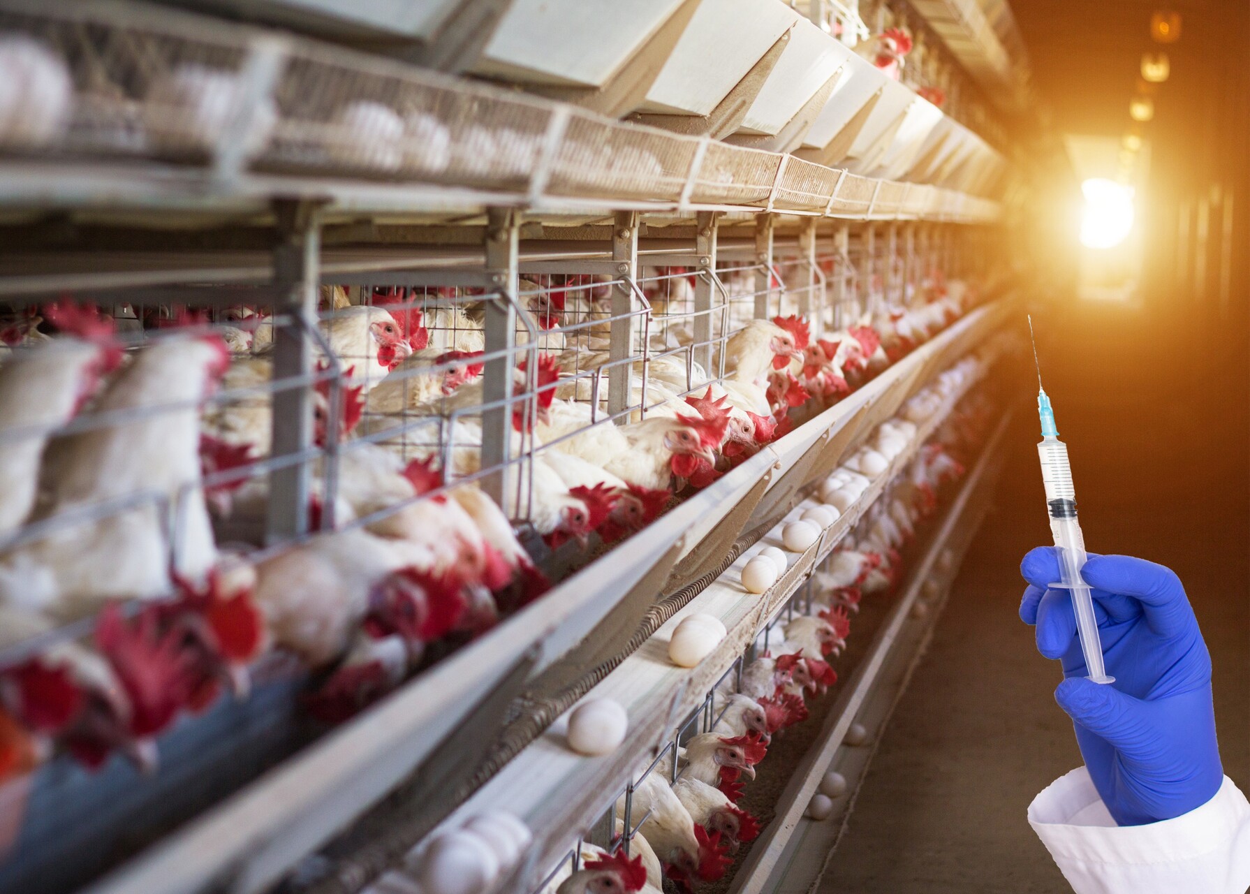 Zvířatům ve velkochovech jsou podávána antibiotika mimo jiné také kvůli rychlejšímu přibývání na váze. (zdroj: Shutterstock) m shutterstock 1356071081 1