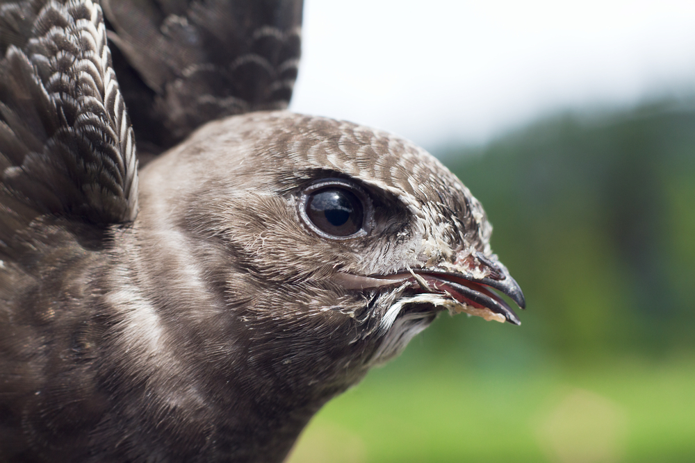 Zatímco rodiče shánějí potravu, mláďata se při čekání dostávají do stavu podobnému hibernaci. rorys obecny shutterstock 124385575